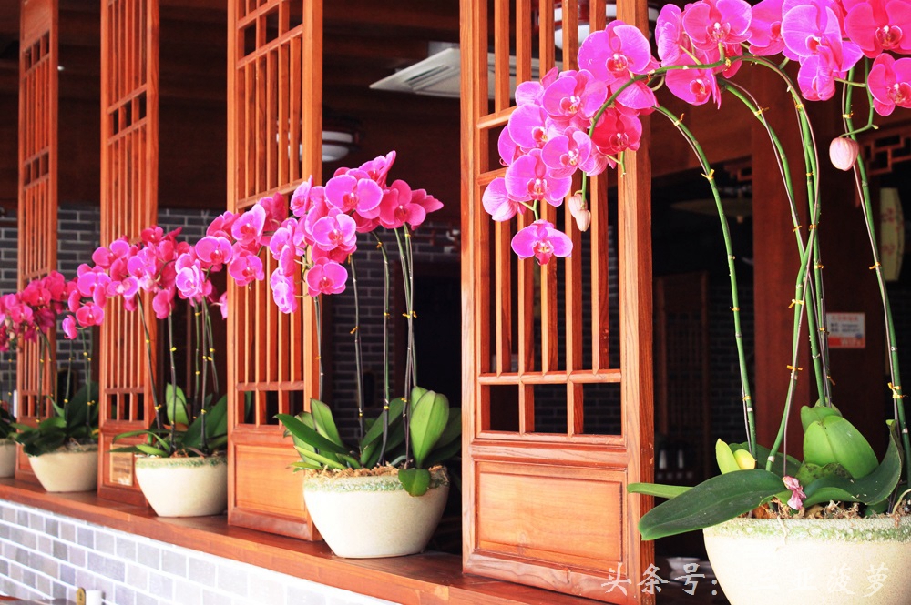 请客推荐去哪个饭店,三亚适合十个人聚餐的餐厅推荐