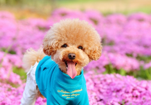 泰迪狗狗拉不出便便的解决方法,6个月的玩具泰迪体长