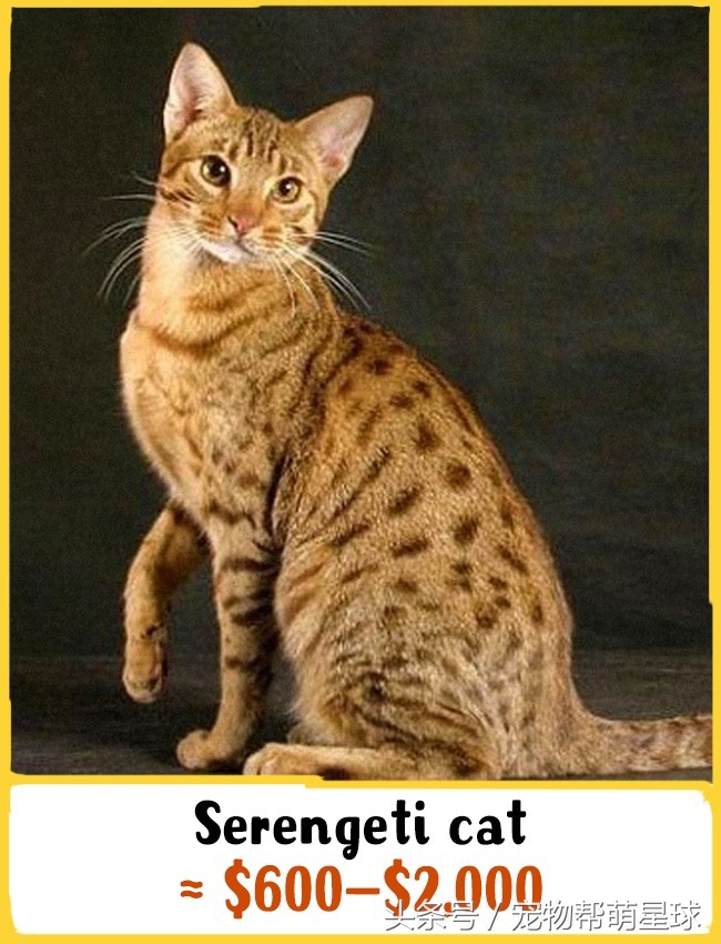 猫什么品种最值得买,猫的奢侈品种有哪些