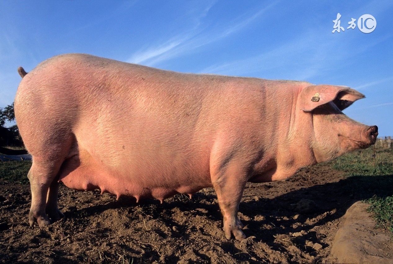 酷夏母猪受胎率低下？做到这几点，让你的母猪变成超生婆！