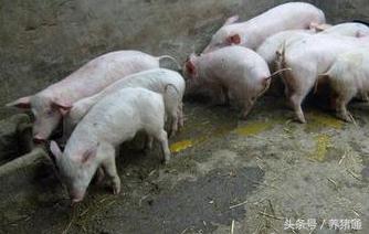 猪拉稀不用怕,猪拉稀又不吃怎么办