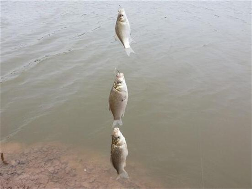 高手总结的钓鱼技巧学到了,教你钓鱼高手的秘籍