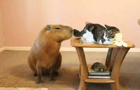 秘鲁巨型豚鼠介绍,秘鲁巨型豚鼠好养吗