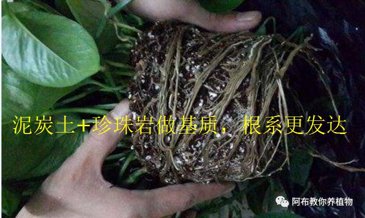 绿萝植物养护,绿萝植物养护知识