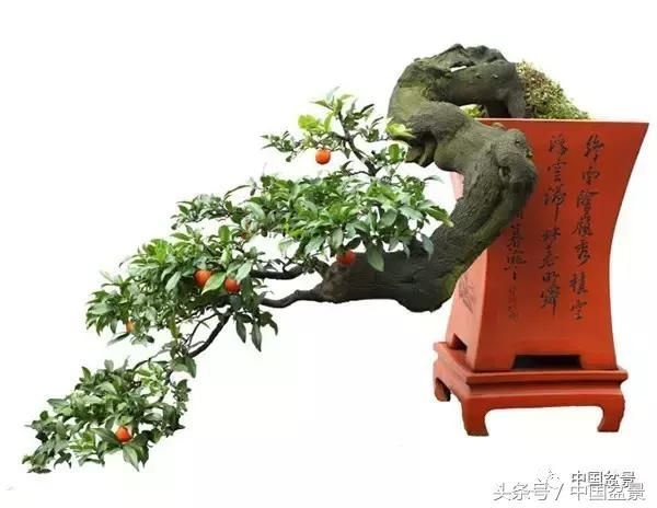 直杆式盆景的飘枝布局原则,松树飘枝式盆景图片大全