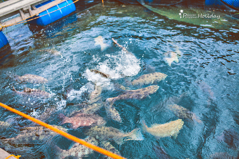 巴拉望｜本田湾真的是本田公司买下的吗？来了这里才知道