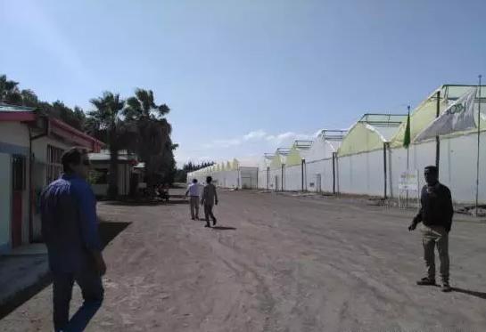 世界最大的玫瑰基地,世界最大玫瑰种植园