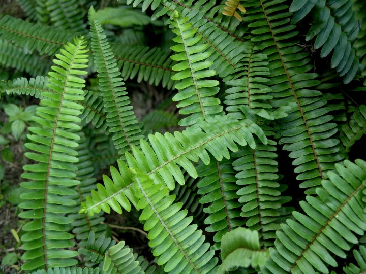 北方野生蜈蚣草,农村到处都有的这种草竟然是个宝