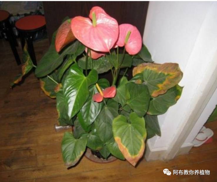 绿萝植物养护,绿萝植物养护知识