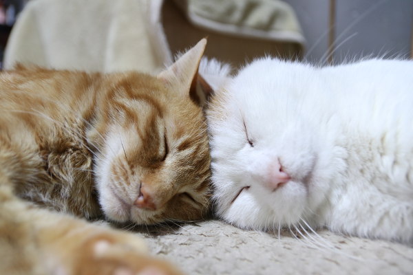 你也养猫也养狗是什么体验,养猫是一种什么体验