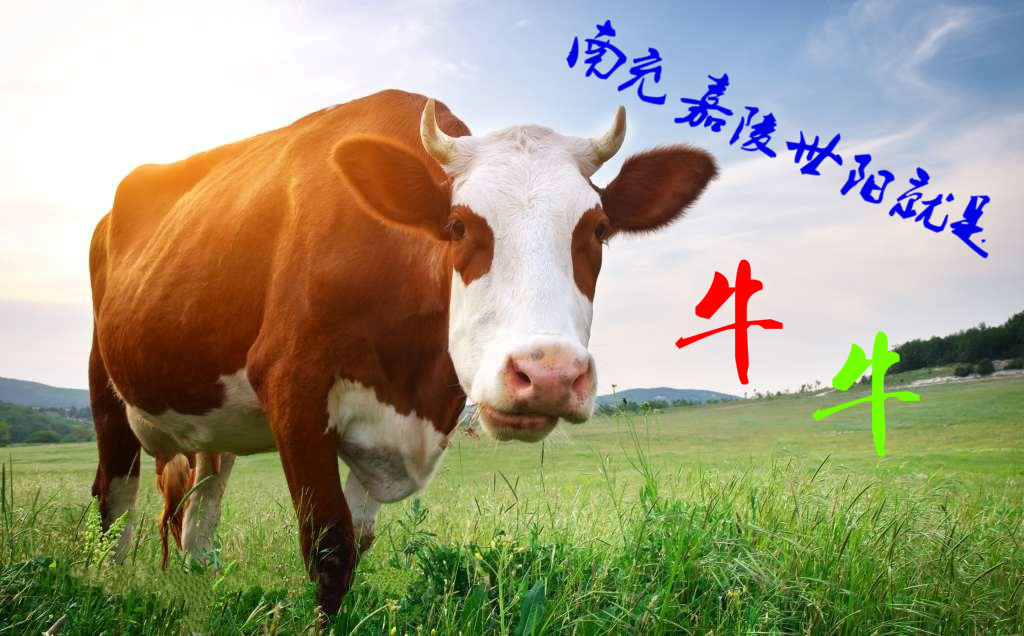 南充市世阳镇最新视频,南充世阳镇最新消息