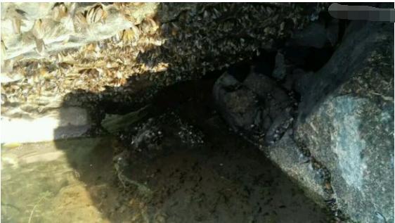 中华草龟与台湾草龟,中华草龟跟草龟有什么区别图