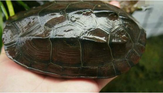 中华草龟和野生草龟的区别,草龟跟中华草龟有什么区别
