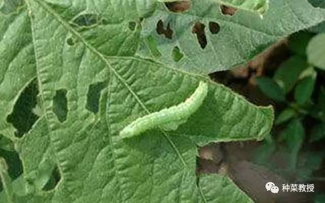 杀灭菜青虫的土方法,灭菜青虫妙招