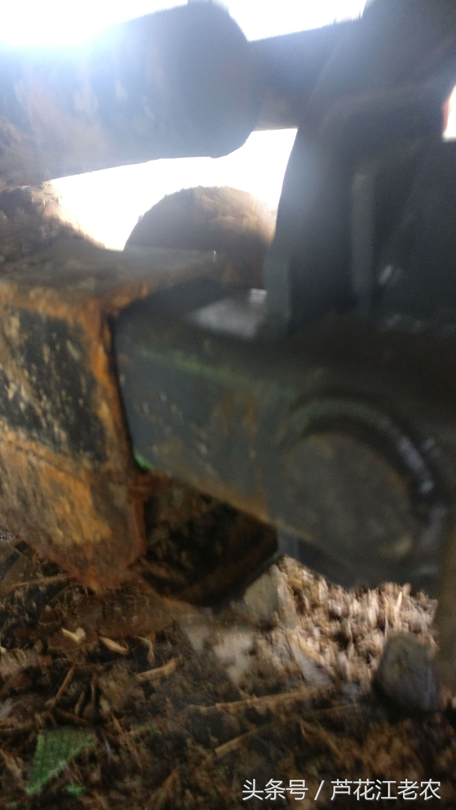 福田玉米收割机大轮改履带,福田gr70履带收割机