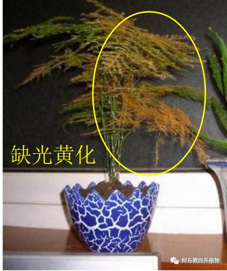 绿萝植物养护,绿萝植物养护知识