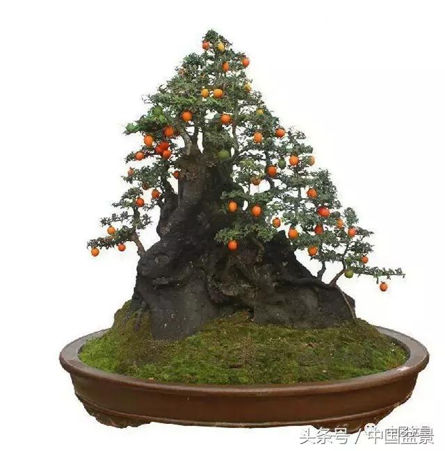 直杆式盆景的飘枝布局原则,松树飘枝式盆景图片大全