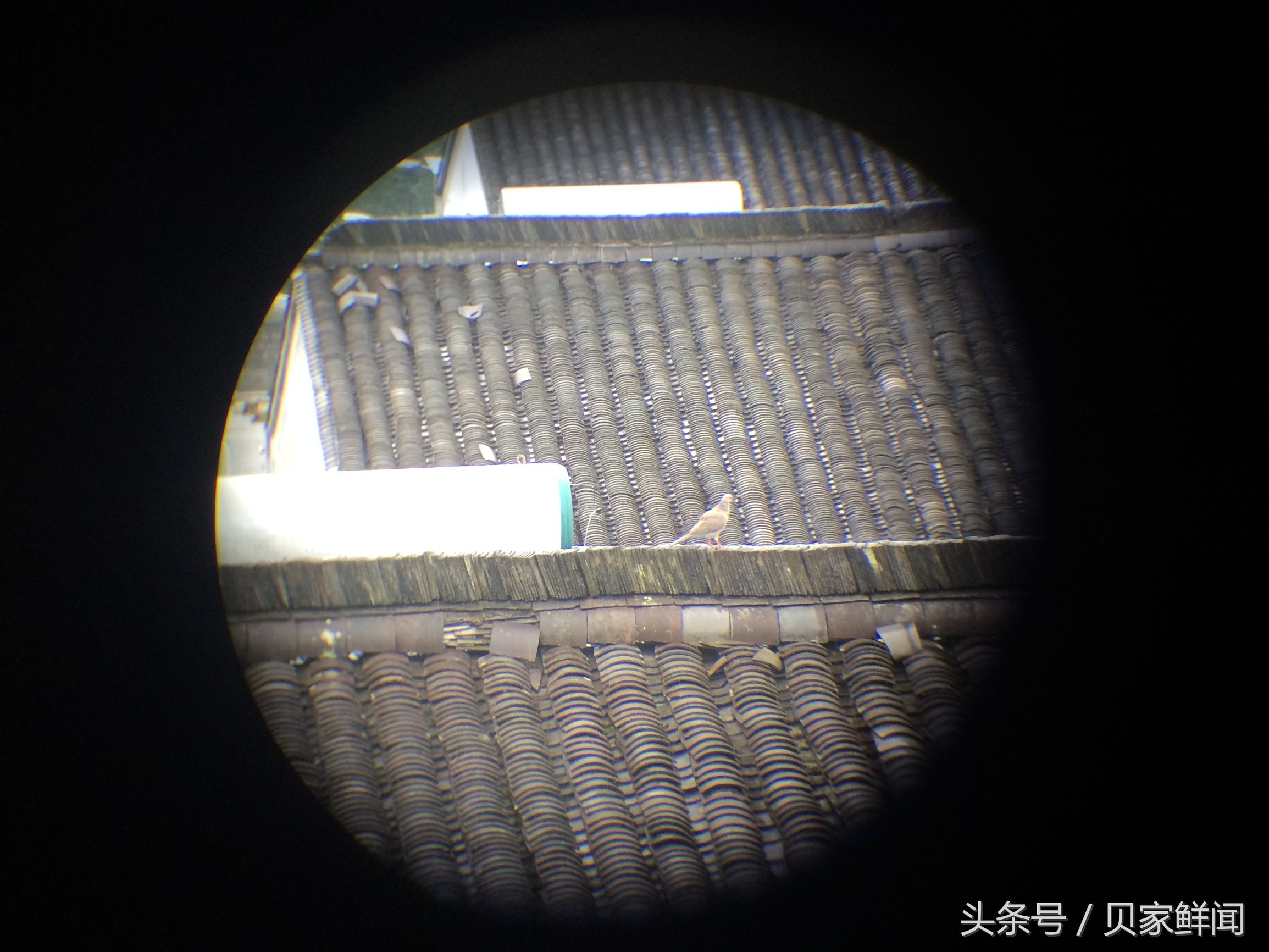 民用最大倍率望远镜,最小高倍望远镜