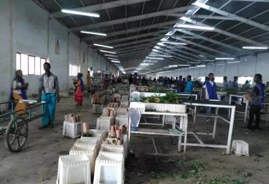 全国最大的玫瑰花基地,世界最著名玫瑰基地