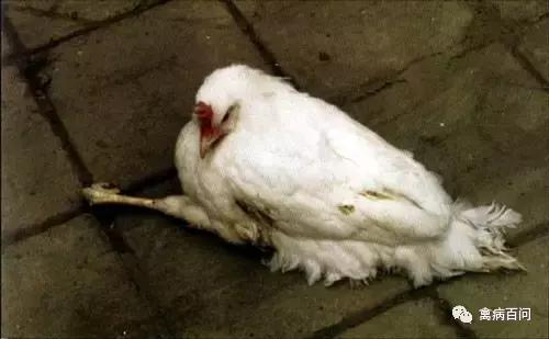 鸡吃喝正常突然腿瘸,鸡从高处蹦下来腿瘸了怎么办