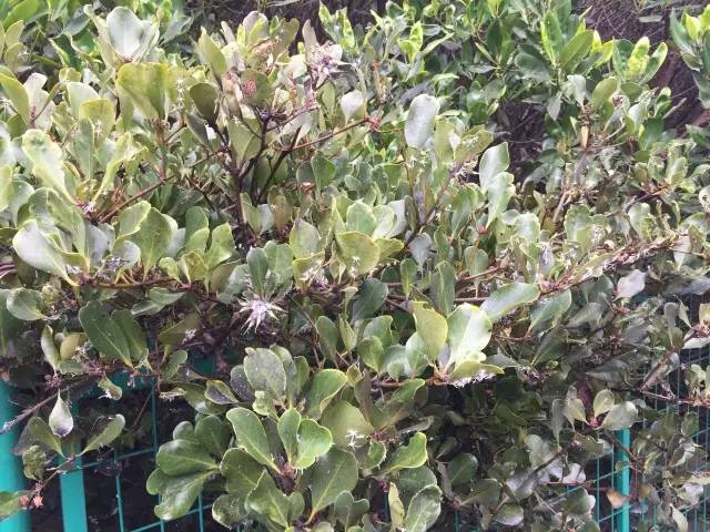 小跳虫长什么样,小跳虫是什么虫子