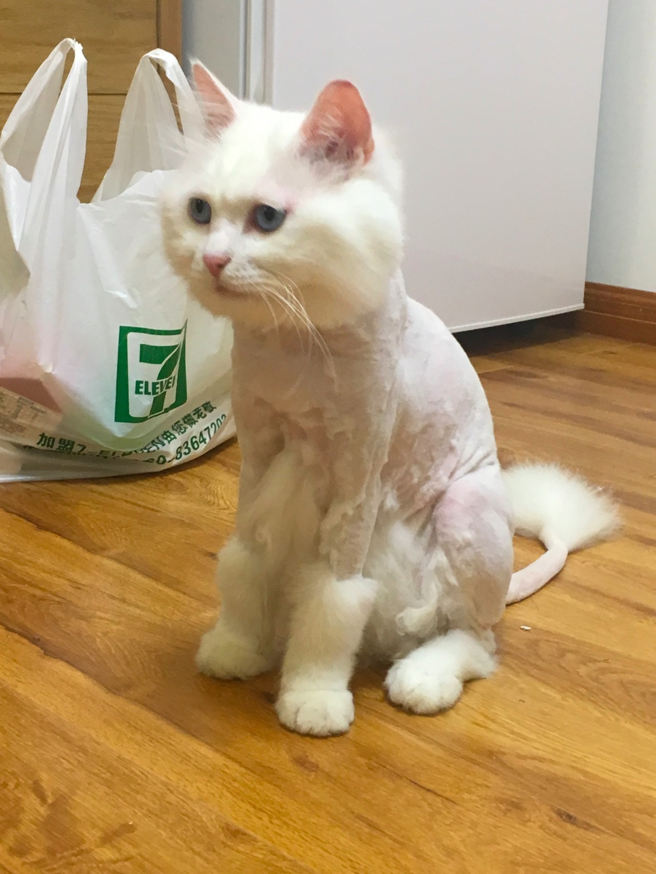 一只猫的生活意见读后感,一只猫的生命