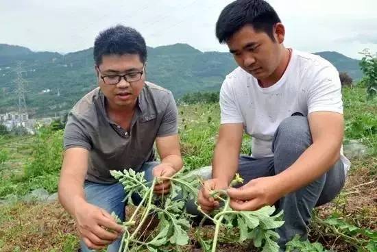石柱“拇指姑娘”“金姑娘”开采啦！