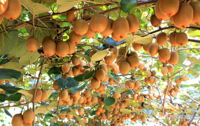 江西奉新周边旅游景点有哪些,走遍江西100县崇义县