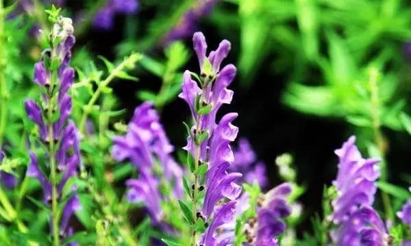 房山采摘节,2023年五峰采茶节