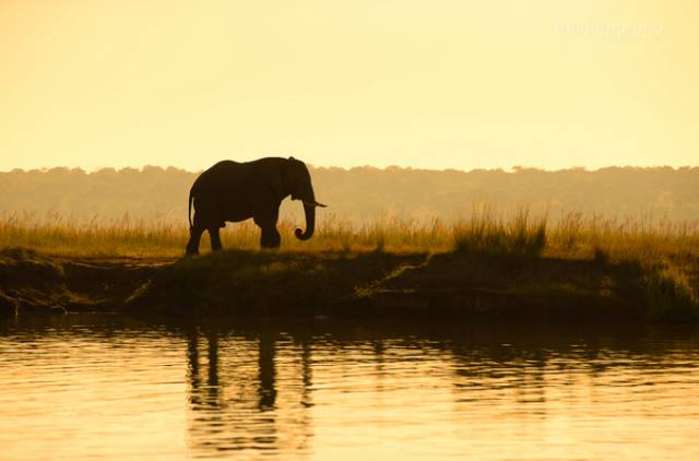 可能是最全的,肯尼亚坦桑尼亚动物百科。小地球耗时一周整理!