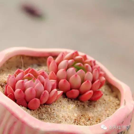 最具升值价值的多肉,半阴半阳的多肉有哪些