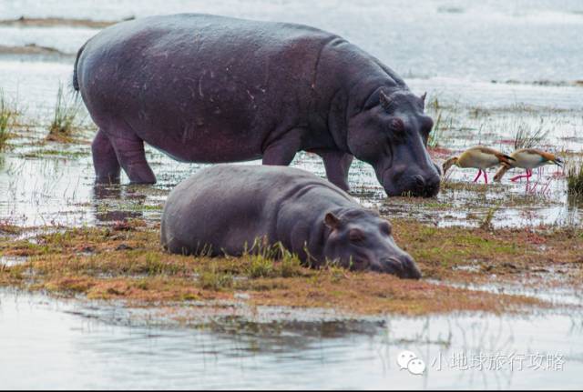 可能是最全的,肯尼亚坦桑尼亚动物百科。小地球耗时一周整理!