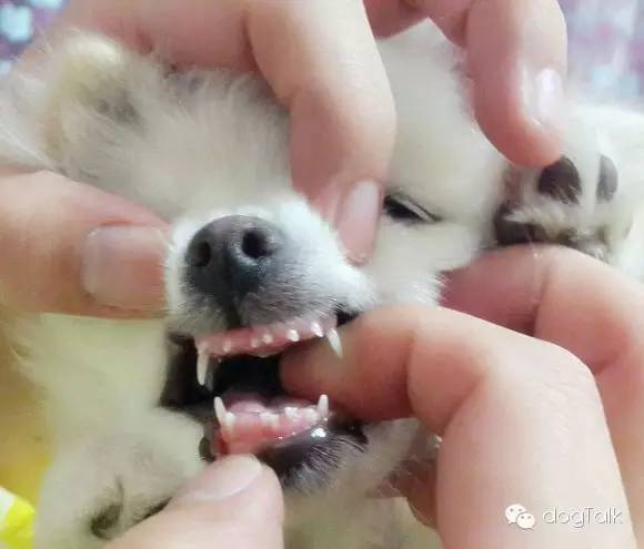 狗狗死活不回家怎么办,狗狗死活喂不进去药怎么办