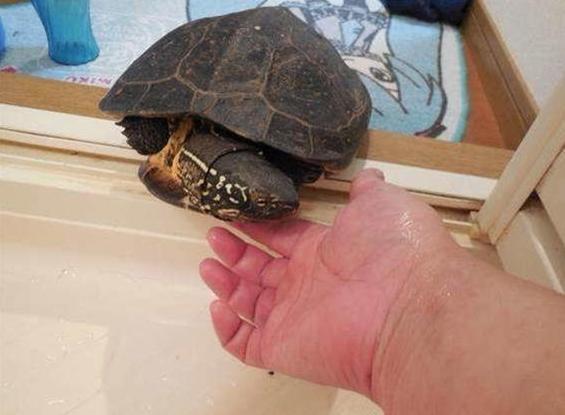 宠物龟生蛋了,宠物龟意外死亡如何处理