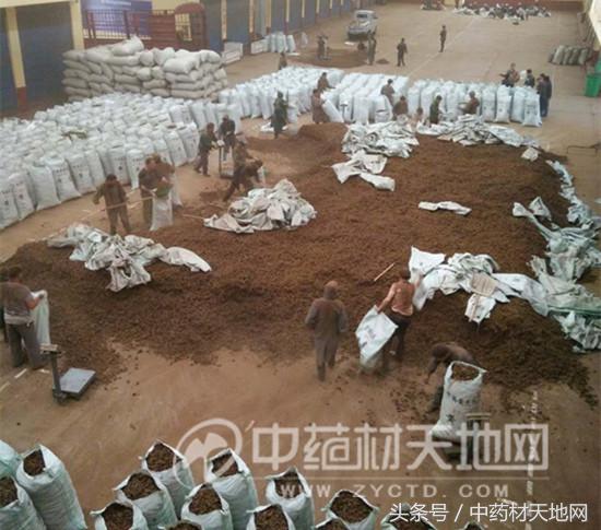 黄连市场行情报告 (全国黄连市场总需求量)