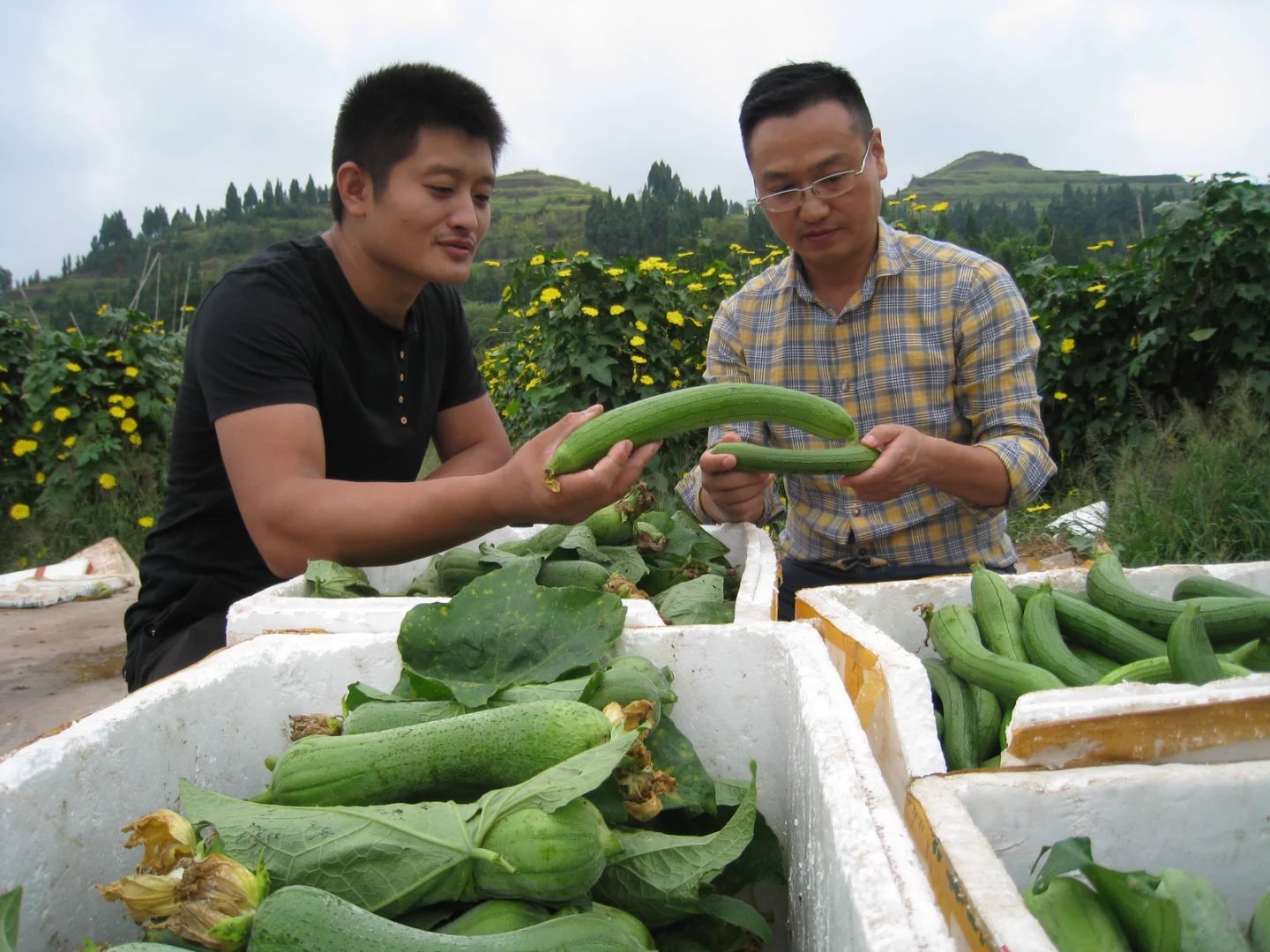 南充市世阳镇最新视频,南充世阳镇最新消息