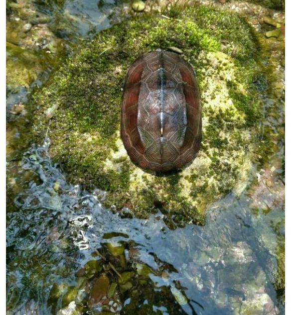 中华草龟与台湾草龟,中华草龟跟草龟有什么区别图