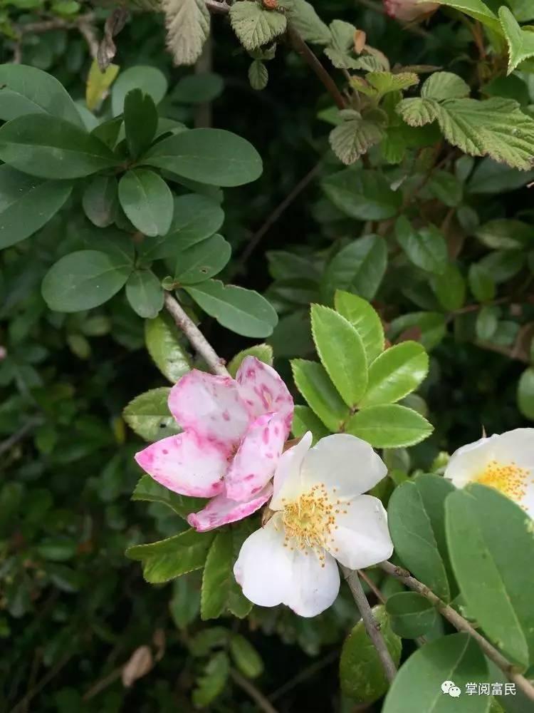 花开花落手机摄影,开到荼蘼花事了在线阅读