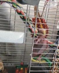 GIF,当你走在高山流水,要小心画地为牢!哈哈!走村庄里要小心!