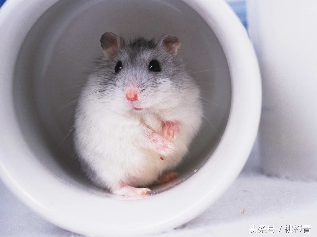 仓鼠喂养注意事项,喂养仓鼠的注意事项