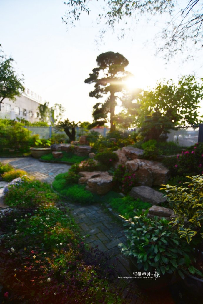 鎷滆涓滅鑽夊爞,鑺卞洯鎷滆