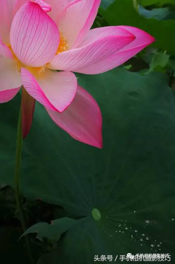 照片裁剪方法和技巧,一招教你怎么拯救照片