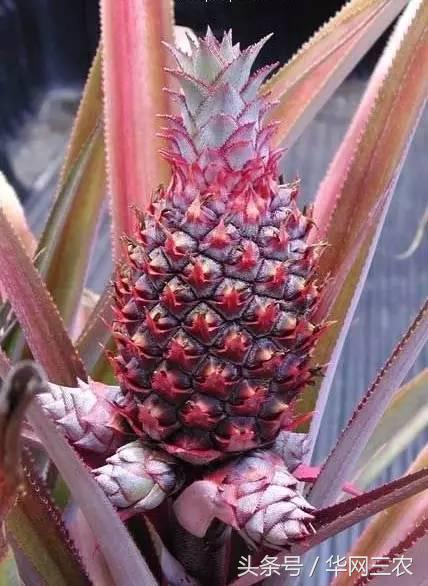 缅甸特产吃过3种算你牛？台州土特产出名啦看看有没有你老家的？网购的土特产都是家乡的味道？忻州特产？