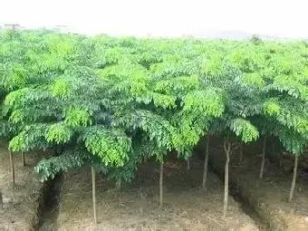 小叶紫檀盆栽做手串,家里能放小叶紫檀盆景吗