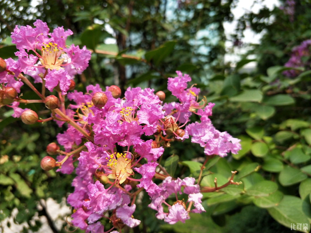 oppo人像模式景深,oppo变焦10倍拍照实况模式