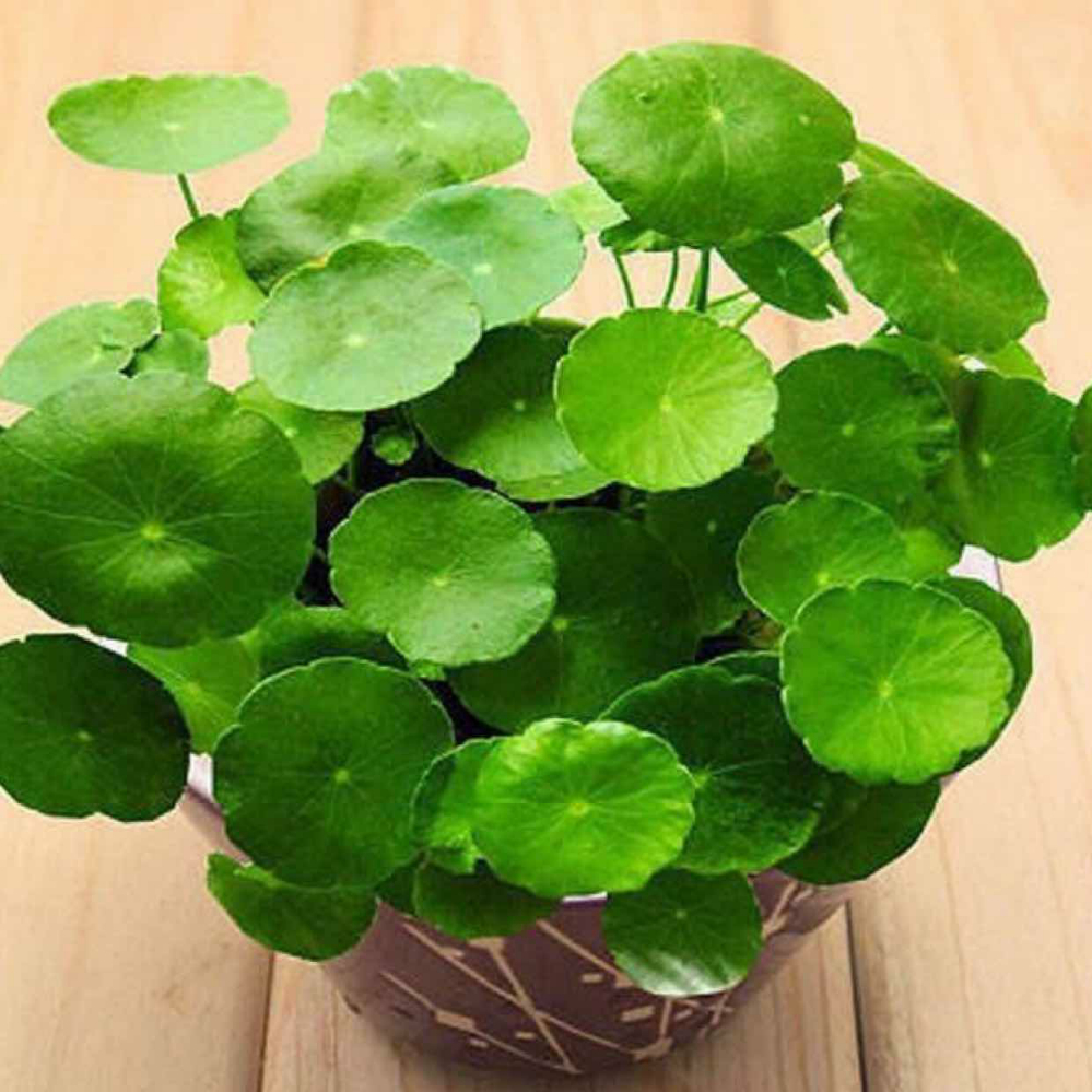 中医治疗结石病民间方子,老中医治结石病秘诀