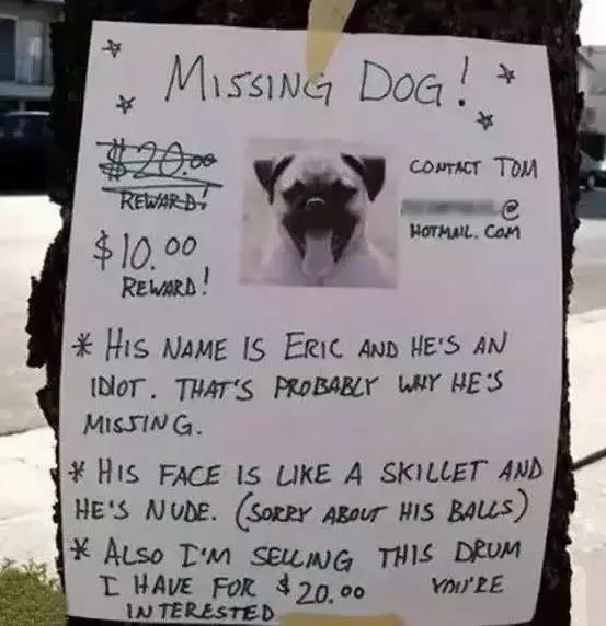 汪星人看约克犬,汪星人看到大批喵星人