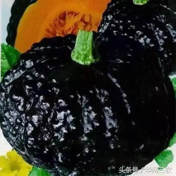 缅甸特产吃过3种算你牛？台州土特产出名啦看看有没有你老家的？网购的土特产都是家乡的味道？忻州特产？