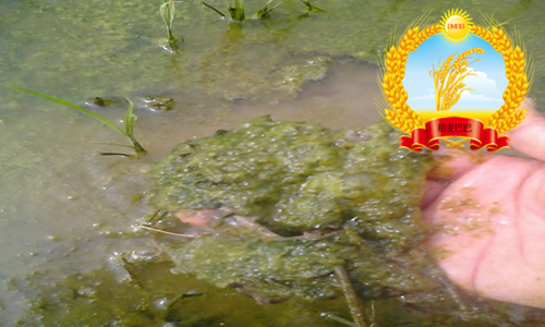 水稻百科知识,水稻上有白色条纹