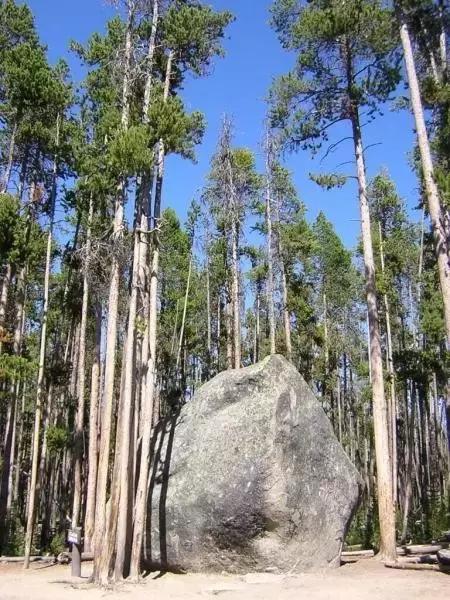 小叶紫檀盆栽做手串,家里能放小叶紫檀盆景吗